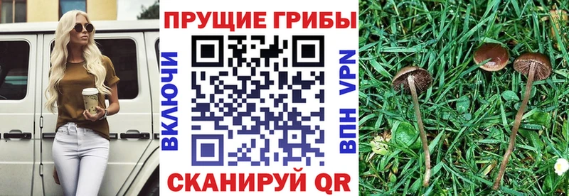 площадка наркотические препараты  цена наркотик  Шенкурск  Псилоцибиновые грибы GOLDEN TEACHER 